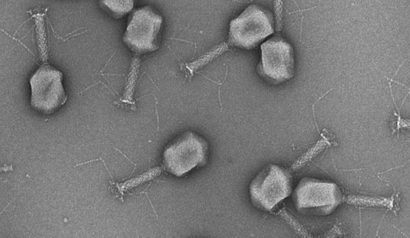 Interactive Phage Phage Discovery