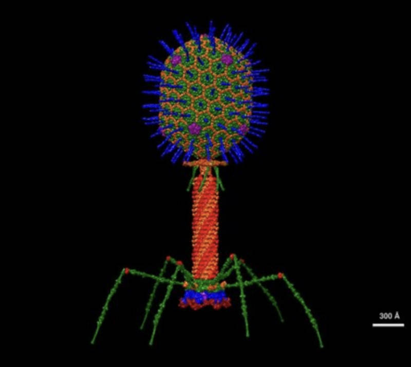 What the Phage!